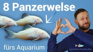 8 tolle Panzerwelse  Corydoras fürs Aquarium [upl. by Adlesirk]