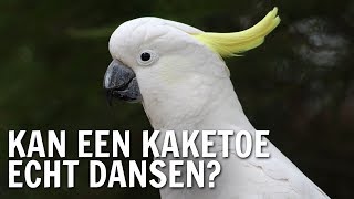 Kan een kaketoe echt dansen  De Buitendienst over Dansende dieren [upl. by Delmore585]