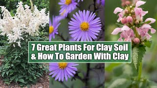 7 Perennials That Thrive In Clay amp How To Garden In Clay Soils [upl. by Cinda830]