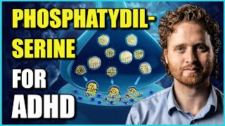 Phosphatidylserine Benefits For ADHD The Research Explaining Why [upl. by O'Connor367]