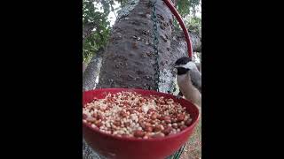 Seems Like The Tufted Titmouse And The Carolina Chickadee Both Prefer Sunflower Seeds [upl. by Lucania945]