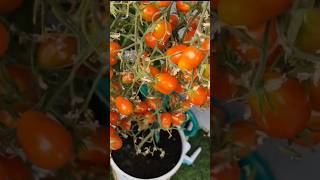 Mega Plenny Pomidor tomato pomidor garden [upl. by Prentiss]