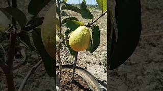 Goiaba Tailandesa uma das melhores fruit produtividadenocampo plantas vidanaroça coisasdaroça [upl. by Haile]