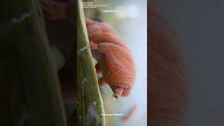 Tardigrade The Almost Immortal Animal science sciencefacts [upl. by Eiramnwad]