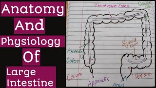 Notes Of Anatomy And Physiology Of Large Intestine [upl. by Edholm471]