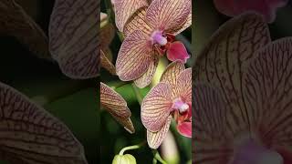 orchids flowers plants nature garden orchidworld orchidbeauty flowershow [upl. by Phillipp914]