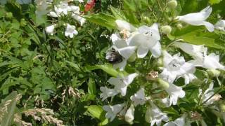 Bumble bees on Foxglove beardtongue Penstemon digitalis [upl. by Arretnahs818]