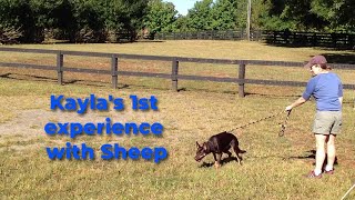 First Times a Charm Watch This Australian Kelpie Herd Sheep Like a Pro [upl. by Hadeis304]