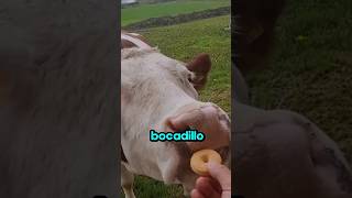 La vaca más tímida de todas 🐄❤️ [upl. by Safoelc]