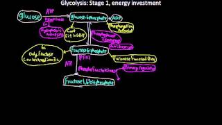 Glycolysis stage 1 energy investment and stage 2 clevage [upl. by Vierno]