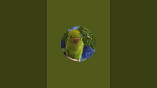 CUTE PARROT  Bhutku and Chutku is live [upl. by Ogden817]