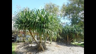 Plant ID Screw Pine Pandanus tectorius [upl. by Akanke]