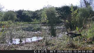 A pair of Moorhens preparing for the nest in the large rush to the right behind them [upl. by Inilahs]