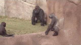 Gorillas at the LA ZOO watch the whole video [upl. by Justinn215]