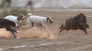 Best Wild Boar Hunting Sindh Season 2022  Soor Ka Shikar in Pakistan [upl. by Elik]