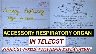 ACCESSORY RESPIRATORY ORGAN IN TELEOST ZOOLOGY NOTESIN HINDI EXPLAINATION bsczoologynotes mscdu [upl. by Aiykan]