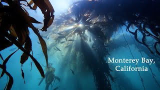 Diving Weekend in Monterey Bay California  Point Lobos  Whalers Cove  Wharf  Beach Hopper Boat [upl. by Meehyrb]