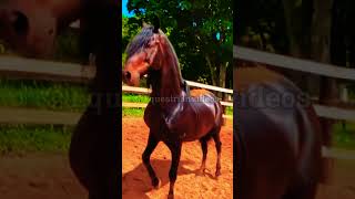 Mangalarga Marchador Vídeo Para Status ❤️🐎  Equestrian vídeos [upl. by Vita10]