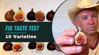 Lets Taste These 10 Fig Varieties that Ripened Today [upl. by Haidadej]