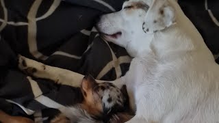 VideoDorie ärgern usw 🐕🥰🤣 [upl. by Naugan]