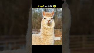 Must see this animal alpaca 😧facts factsinhindi [upl. by Nnaylloh]