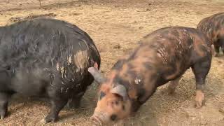 Petunia  another pasture pig [upl. by Leseil679]