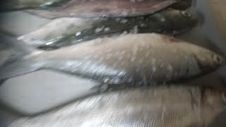 Dagupan city Bangus [upl. by Gerri]