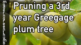 Pruning 3rd Year Greengage Plum Tree [upl. by Rehpoitsirhc]