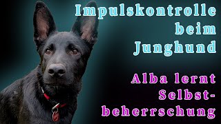 Impulskontrolle beim Junghund  Alba lernt Selbstbeherrschung [upl. by Sigismundo]