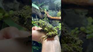 Mossy Frog natural camouflaging [upl. by Atteoj880]