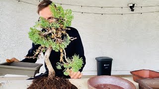 Secrets of Juniper Bonsai Repotting Process [upl. by Nomelc389]