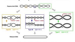 DNA Supercoiling 4  Topoisomerases [upl. by Jenness]