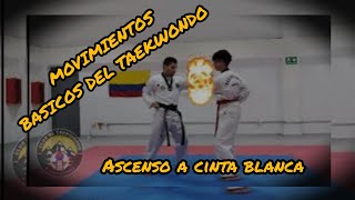 😃 MOVIMIENTOS BÁSICOS DEL TAEKWONDO 🥋 ascenso a cinta blanca club KUMGANG DE TAEKWONDO [upl. by Brandice]