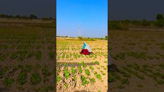 ￼ Nisha Meena Dhaniya video search Supa comedy funny farming flims villagelife flim desi [upl. by Alletse]