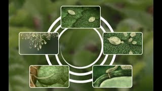 See how Potato Late Blight develops [upl. by Brasca244]