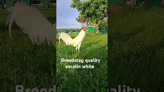 Gcgf game farm Batangas shortvideo chicken shortviral animals [upl. by Ialocin]