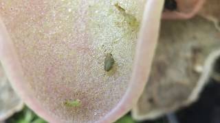 Pinguicula Carnivorous Plant Catches Aphids [upl. by Enyar]