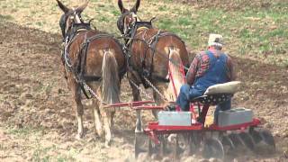 Mules Discing Short Mountain Tenn [upl. by Hsirrap]