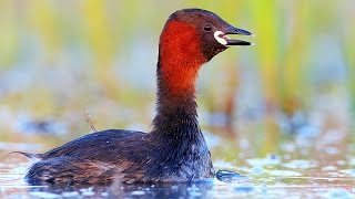 Bird sounds Little Grebe singing in spring lake [upl. by Caia]