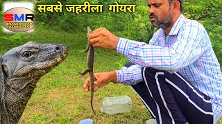 सबसे जहरीला गोयरा 😱 । Monitor Lizard  Snake Mittar Ramkaran [upl. by Lemmy]