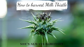 How to harvest Milk Thistle [upl. by Atinek360]