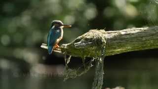 Das Leben der Eisvögel  Best of Aufnahmen [upl. by Neb606]