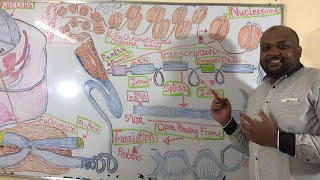 DNA Organization Structure and Function [upl. by Brosy]