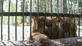 The Lion´s den in Kolmårdens Wildlife park [upl. by Ahsinrad978]