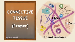 Connective Tissue  Connective Tissue Proper  Body Tissues  Human Histology [upl. by Aliek]