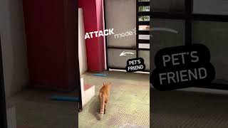 cats pets attack [upl. by Krisha]