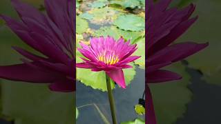 gorgeous lotus in different colours💗differnt lotusvariety [upl. by Bonnes]