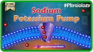 Sodium potassium pump animation [upl. by Wasson]