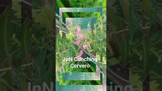 JnN Conching Cervero Barugo Leyte charitolomboy6807 [upl. by Eadnus]