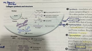 Collagen synthesis  menke  Ehler danlos  marfan in Hindi  first aid [upl. by Htepsle]